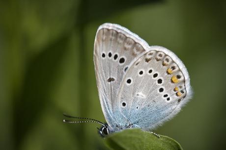 Para ampliar Polyommatus amanda (Schneider, 1792) hacer clic