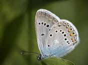 Polyommatus amanda (Schneider, 1792)