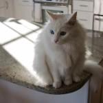 Repelentes para gatos no tóxicos