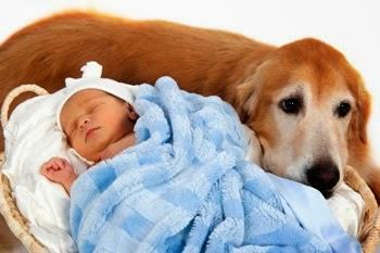 Tu perro y el bebé, 2ª parte