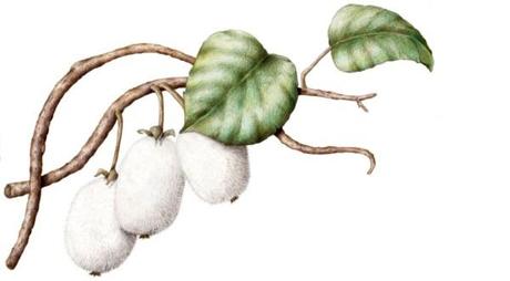 CuldeSac_El Fruto de Roca_Roca Madrid Gallery_sketch_0004