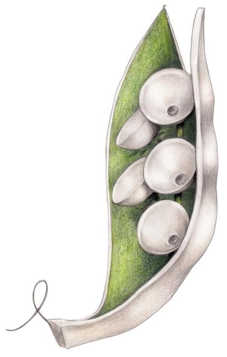 CuldeSac_El Fruto de Roca_Roca Madrid Gallery_sketch_0002