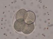 tratamientos fertilidad influyen sexo bebé