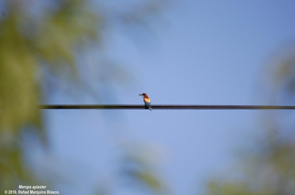 ¡Hasta luego abejaruco!