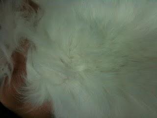 Dermatofitosis en una conejo (caso clínico)