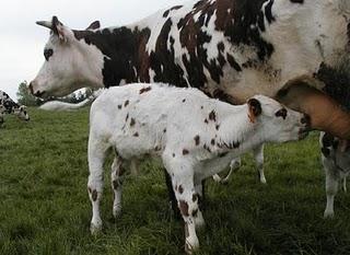 Empatía con otras madres mamíferas