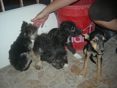 4 hermanitos en una zanja (Murcia)