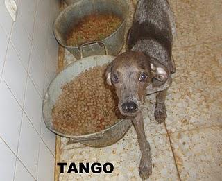 TANGO, GALGO CACHORRO ENFERMO Y MUERTO DE MIEDO, RESCATADO DE UN VERTEDERO EN CIUDAD REAL