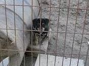 TERRIBLE. Cachorro malas condiciones COME CARNE CRUDA ENCADENADO (Murcia)