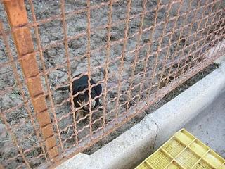 TERRIBLE. Cachorro en malas condiciones COME CARNE CRUDA Y NO DA SOL ENCADENADO (Murcia)