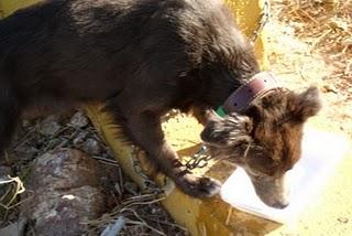 VIVO SIN VIVIR EN MI (MÉRIDA)