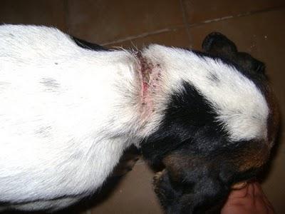 BODEGUERA QUE HAN INTENTADO AHORCAR (SEVILLA)