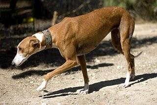 SARA GALGUITA DE CUENTO (MADRID)