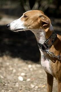 SARA GALGUITA DE CUENTO (MADRID)