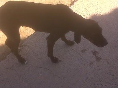 Viven en la calle, molestan y ahora llaman a la perrera.