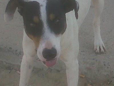 Viven en la calle, molestan y ahora llaman a la perrera.