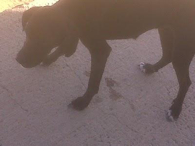 Viven en la calle, molestan y ahora llaman a la perrera.