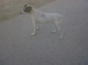 Viven calle, molestan ahora llaman perrera.