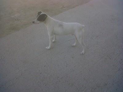 Viven en la calle, molestan y ahora llaman a la perrera.