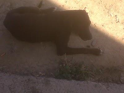 Viven en la calle, molestan y ahora llaman a la perrera.