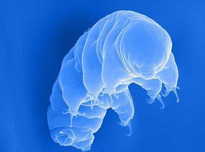 Tardígrados Tardígrados