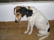 Alegria, intentado ahorcar