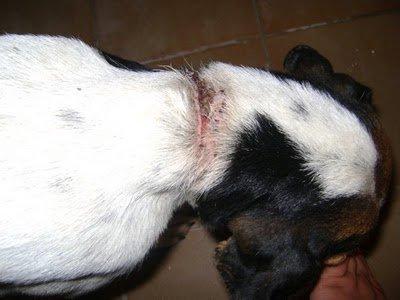 Alegria, la han intentado ahorcar