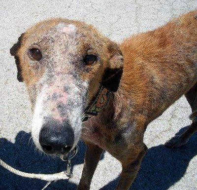 Sara, el cuento de hadas de una galguita, que te sueña como principe azul