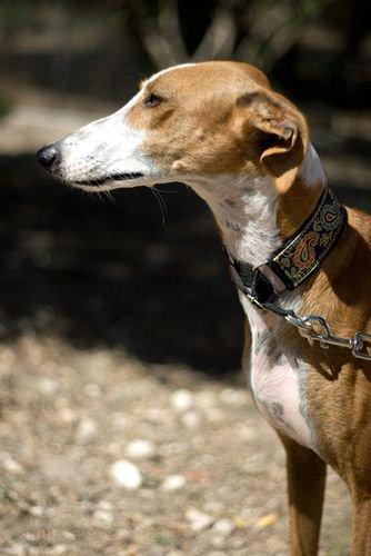 Sara, el cuento de hadas de una galguita, que te sueña como principe azul