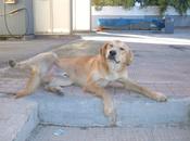 Bailen, (Jaén) perro ciego cruzando carreteras!!!!!!!!!!!!!!!!!!