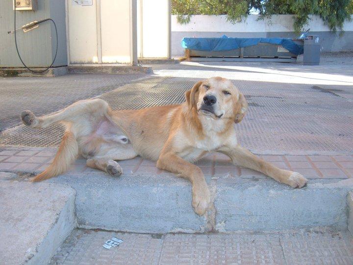 Bailen, (Jaén) perro ciego cruzando carreteras!!!!!!!!!!!!!!!!!!