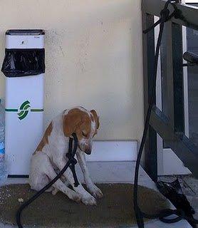 Mañana va a la perrera, Por Dios está derrotado, Cádiz