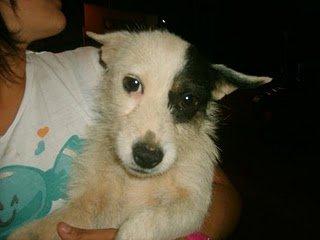 Perrita con una pata amputada y su cachorro , al lado de las vias del tren Ayuda URGENTE