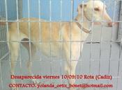 Galga perdida Cádiz
