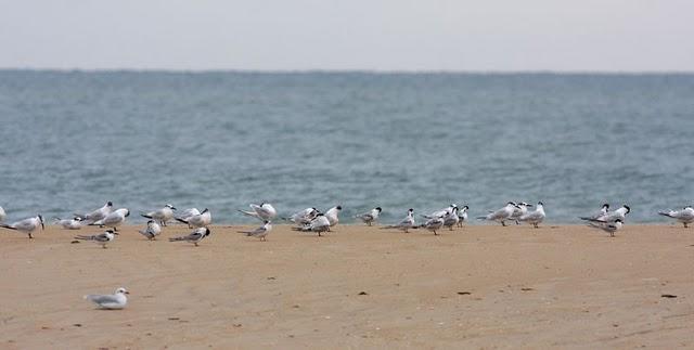 CHARRÁN PATINEGRO-STERNA SANDVICENSIS-SANDWICH TERN