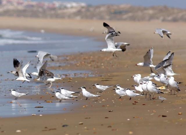 CHARRÁN PATINEGRO-STERNA SANDVICENSIS-SANDWICH TERN