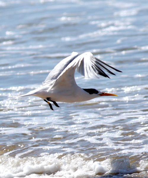 CHARRÁN ELEGANTE-STERNA ELEGANS-ELEGANT TERN