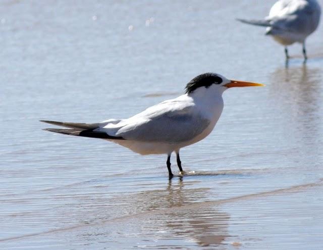 CHARRÁN ELEGANTE-STERNA ELEGANS-ELEGANT TERN