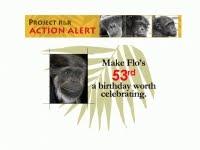 Crimen en los Estados Unidos: chimpancés viejos regresan para la tortura