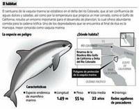 Nuevo esfuerzo para el monitoreo de vaquita marina