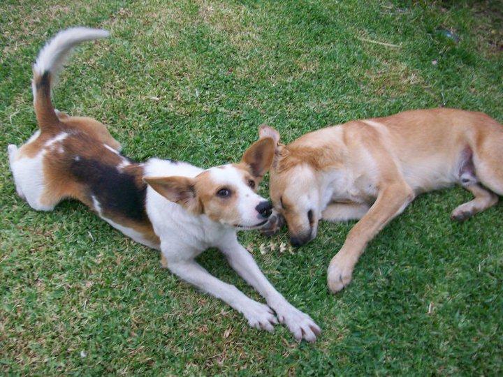 Novedades de Miguelito, perrito ciego de Bailen