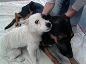 Novedades perrita pata amputada