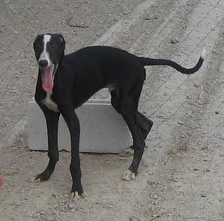 Suerte, galguito de 5 meses en adopción. (MÁLAGA)