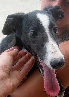 Suerte, galguito de 5 meses en adopción. (MÁLAGA)