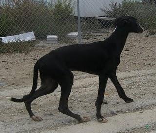 Suerte, galguito de 5 meses en adopción. (MÁLAGA)