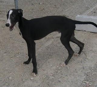 Suerte, galguito de 5 meses en adopción. (MÁLAGA)