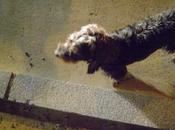 BOLI está abandonado hace semana poligono pueblo.AYUDA. (SEVILLA)