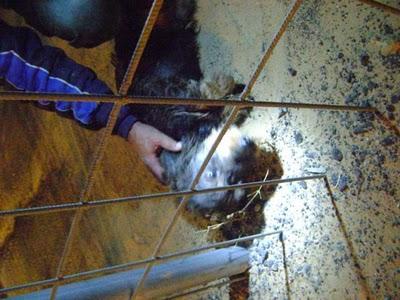 BOLI , está abandonado hace una semana en un poligono de un pueblo.AYUDA. (SEVILLA)