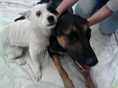 SOS. POR FAVOR AYUDA PARA UNA PERRITA Y UN CACHORRO.