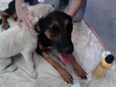 SOS. POR FAVOR AYUDA PARA UNA PERRITA Y UN CACHORRO. SOS. POR FAVOR AYUDA PARA UNA PERRITA Y UN CACHORRO.